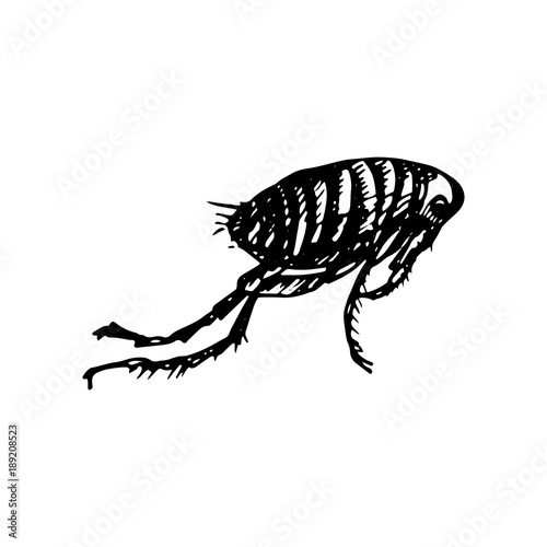 Human flea Icon