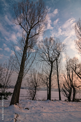 Trees in a snowy park, by the lake, on a winter afternoon