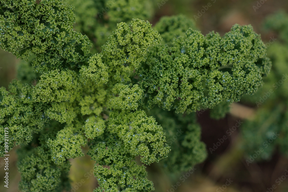Fresh green kale