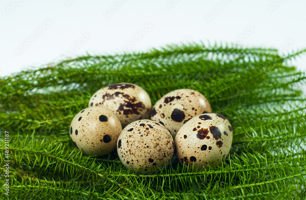 Quail eggs on white background. Easter, Spring holidays Quail eggs on white background. Easter, Spring holidays