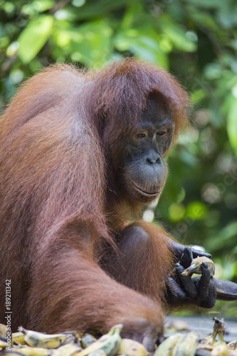Orangutan in the wild