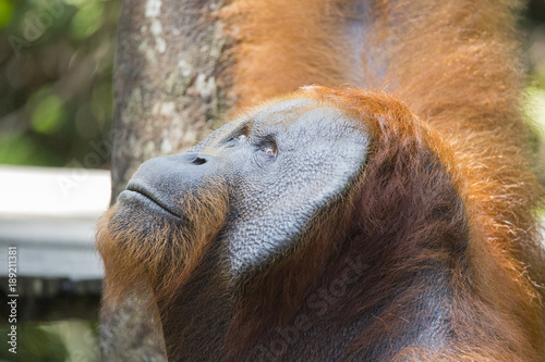 Orangutan in the wild