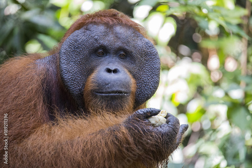 Orangutan in the wild