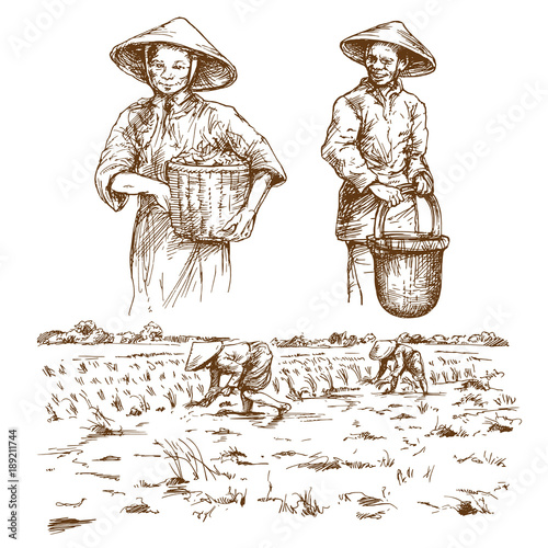 Asian farmers working on Field. Hand drawn illustration. Rice harvest.