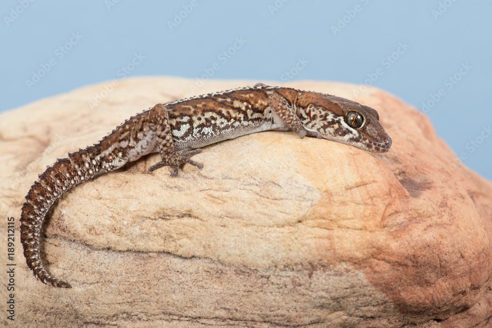 Ocelot Gecko (Paroedura pictus)/Madagascar Ground Gecko basking on rock