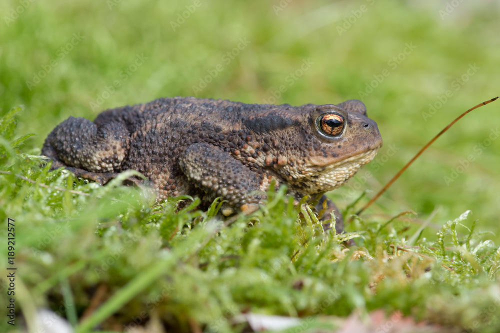 Common Toad (Bufo bufo)/Toad in thick green moss Common Toad (Bufo bufo)/Toad in thick green moss