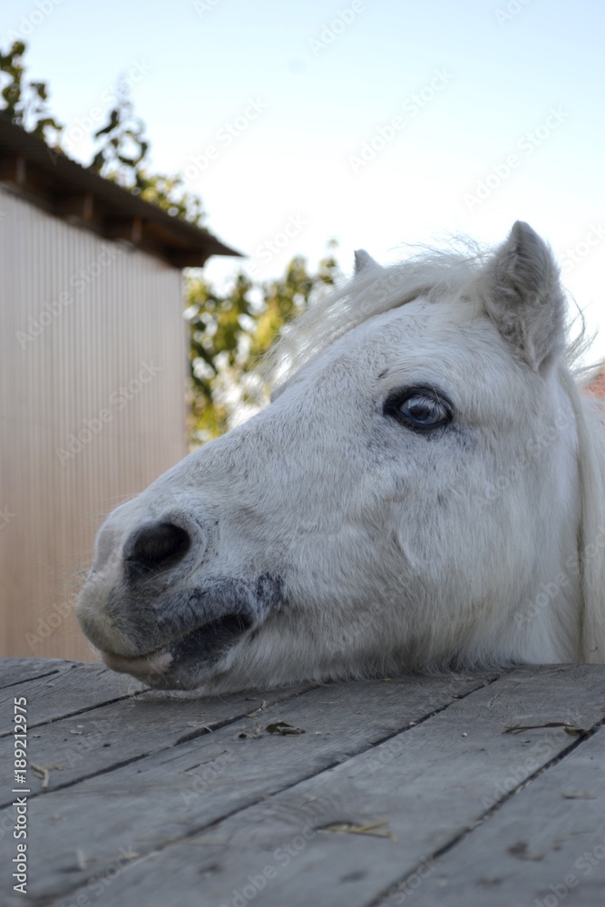 Fototapeta premium White horse portrait, horse with blue eyes. Ranch, Odessa