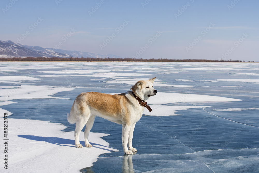 A beautiful purebred red-haired Japanese Akita Inu dog stands on the snow and blue clear ice of Lake Baikal in winter on a mountain and village background in a clear sunny day. A beautiful purebred red-haired Japanese Akita Inu dog stands on the snow and blue clear ice of Lake Baikal in winter on a mountain and village background in a clear sunny day.