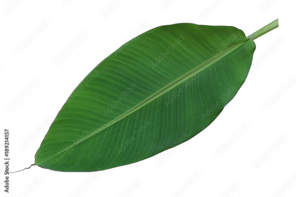 Obraz premium Fresh whole banana leaf