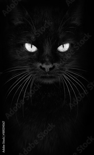 Fototapeta Naklejka Na Ścianę i Meble -  Black Cat looking at the camera, Close-up black and white cat portrait