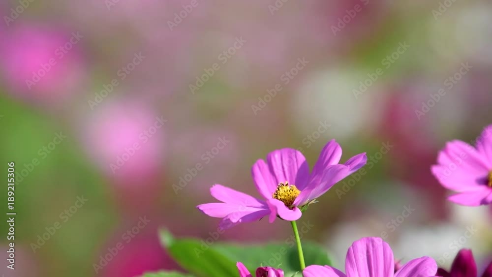 Beautiful pink cosmos flower blooming in garden. Beautiful pink cosmos flower blooming in garden.
