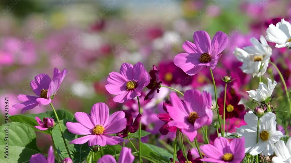 Beautiful pink cosmos flower blooming in garden. Beautiful pink cosmos flower blooming in garden.