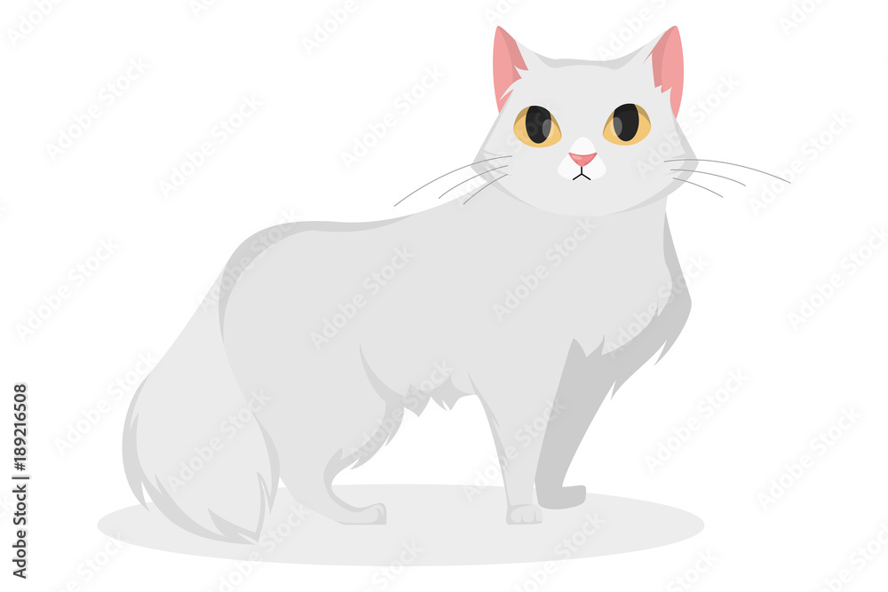 Isolated white cat. Isolated white cat.