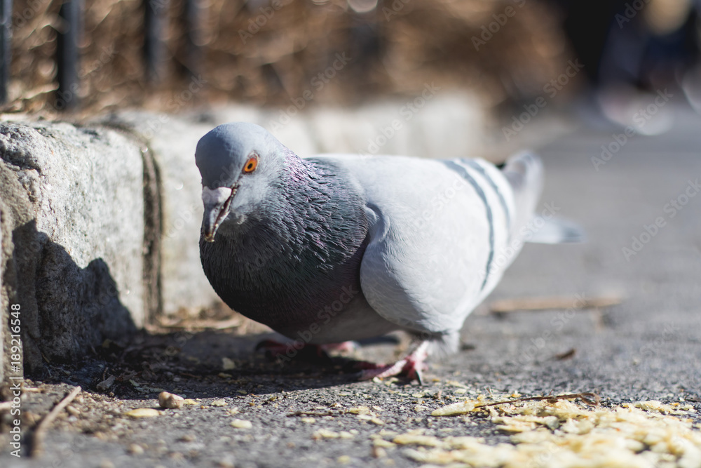 Fototapeta premium Small bird sparrow and pigeon close up 