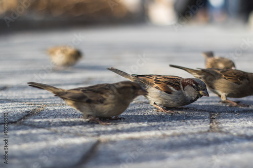 Small bird sparrow and pigeon close up 