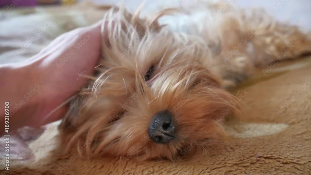 man stroking a dog. pet Yorkshire Terrier dog indoors lies on the couch, a man hand caresses man stroking a dog. pet Yorkshire Terrier dog indoors lies on the couch, a man hand caresses