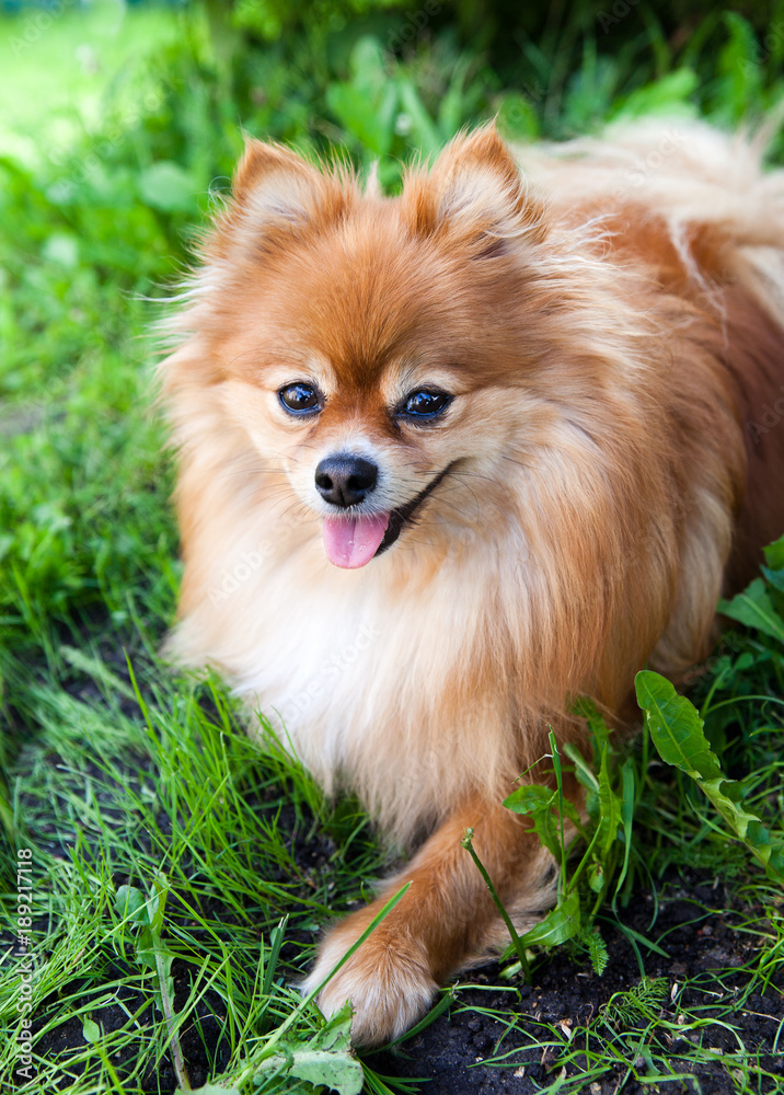 dog breed pomeranian  spitz on green grass on nature