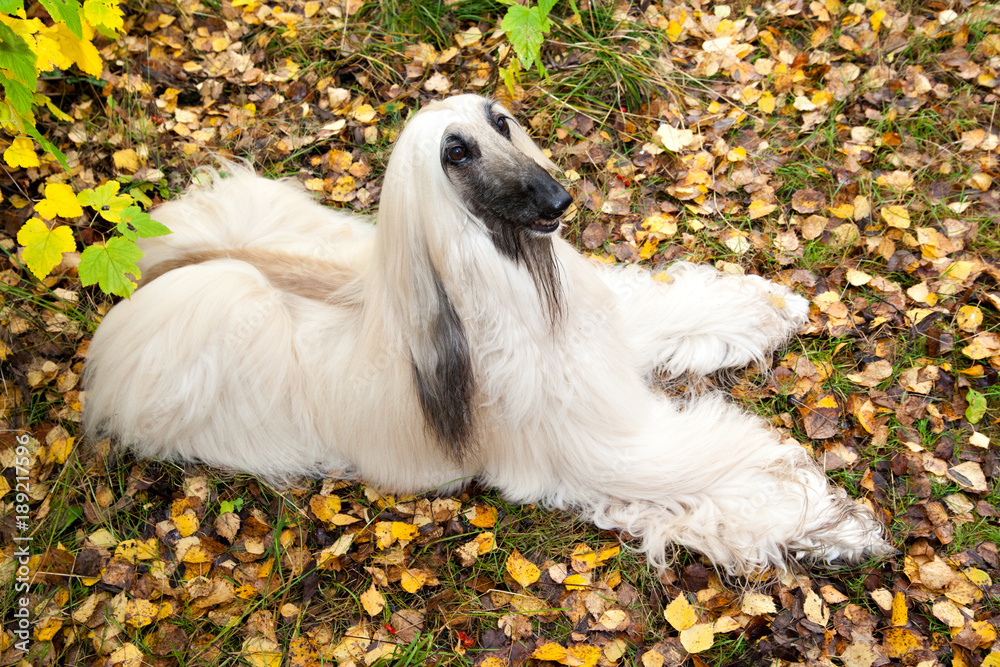 Dog breed dog Afghan Hound lies on autumn leaves Dog breed dog Afghan Hound lies on autumn leaves