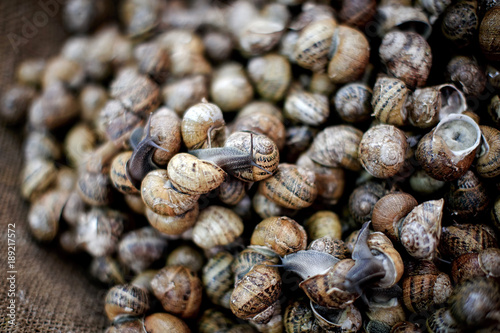 Snails on market. A lot of fresh live snails on display at market © Visual Intermezzo