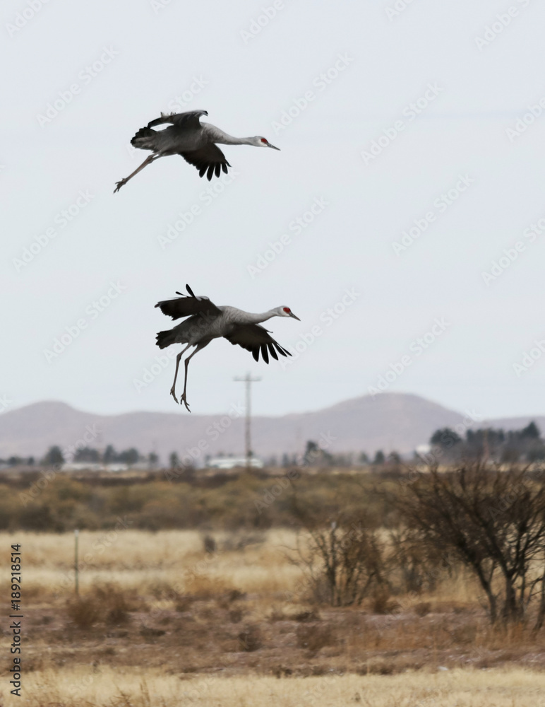 A Sandhill Crane Pair Glides In, Rejoining its Winter Surivival Group A Sandhill Crane Pair Glides In, Rejoining its Winter Surivival Group