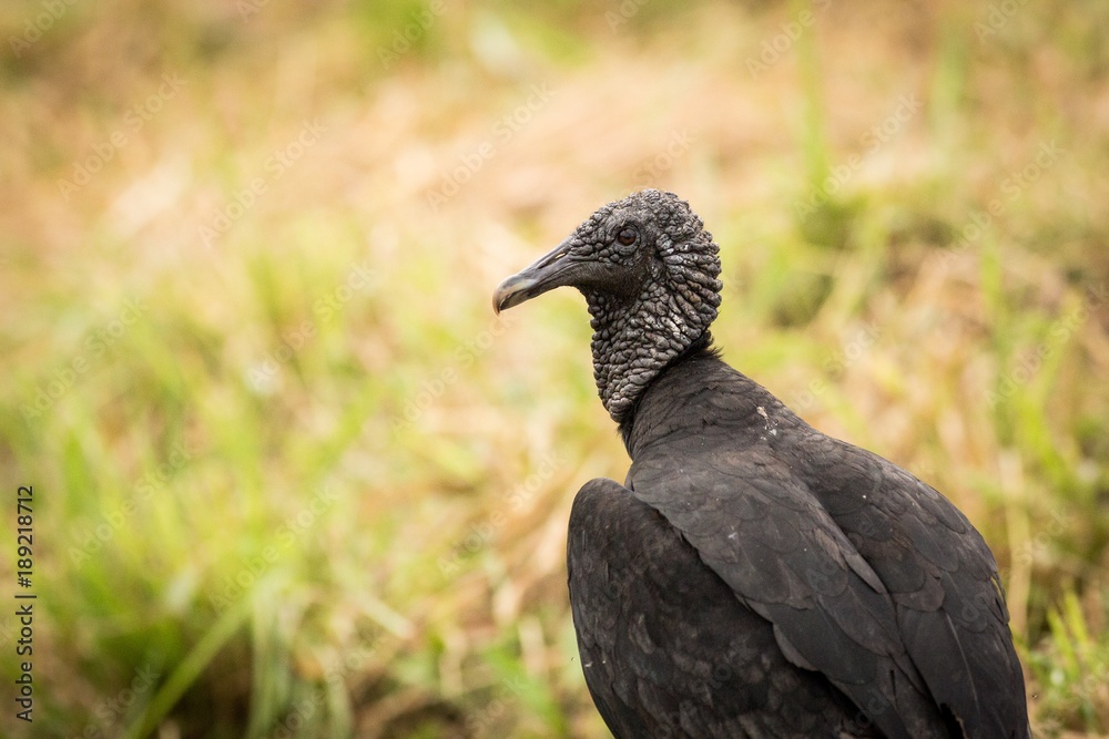 black bird Black Vulture, (Coragyps atratus) black bird Black Vulture, (Coragyps atratus)