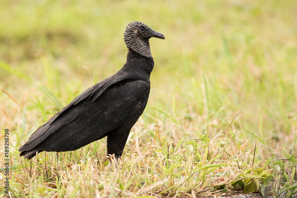 black bird Black Vulture, (Coragyps atratus) black bird Black Vulture, (Coragyps atratus)