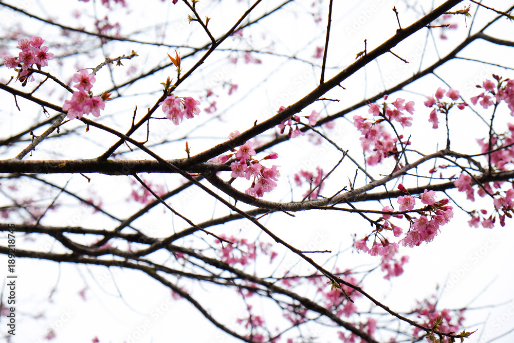 Cherry Blossom Thai Sakura pink flower during winter in ChiangMai Province, Thaniland Cherry Blossom Thai Sakura pink flower during winter in ChiangMai Province, Thaniland