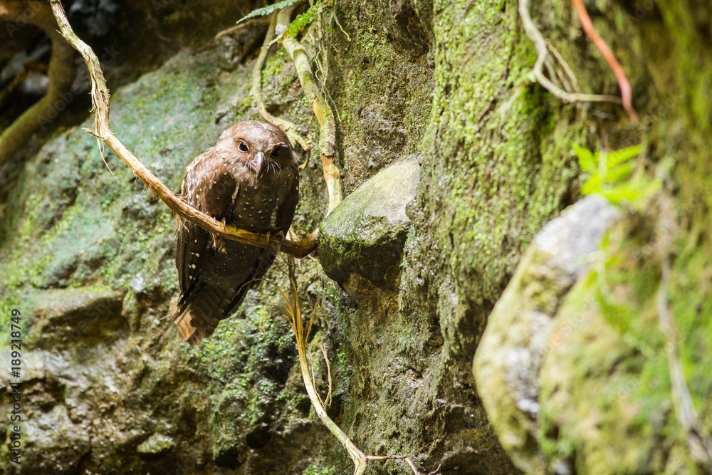 Oilbird (Steatornis caripensis) Oilbird (Steatornis caripensis)