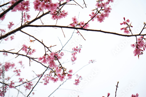 Cherry Blossom Thai Sakura pink flower during winter in ChiangMai Province, Thaniland