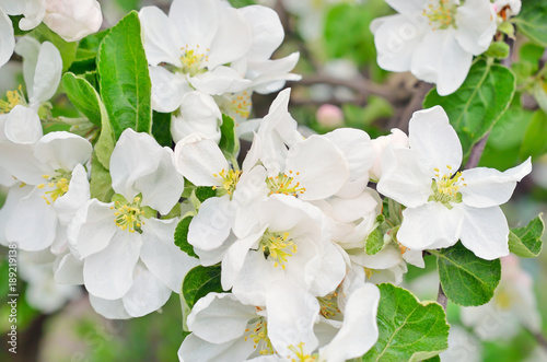 Blossoming of apple trees