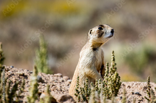 Adult prairie dog standing attentively at his hole photo