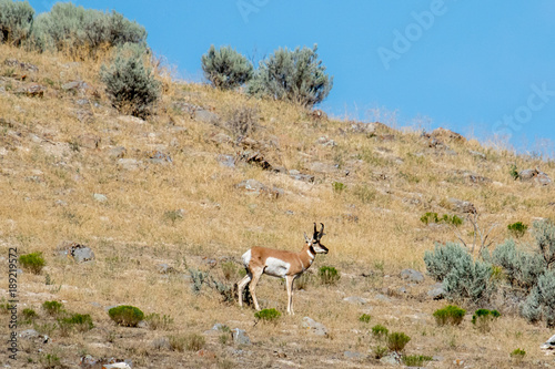 Pronghorn antelope standing on a hillside in the American western desert