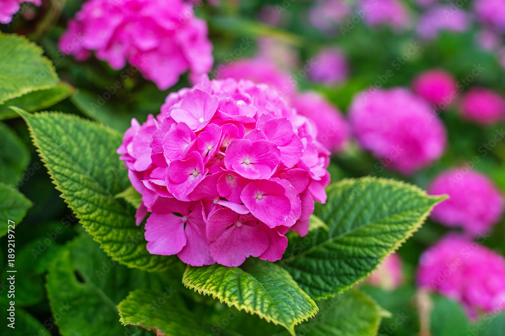 Hydrangea is pink, blue, lilac, violet, purple, white flowers are blooming in spring and summer in garden. Hydrangea is pink, blue, lilac, violet, purple, white flowers are blooming in spring and summer in garden.