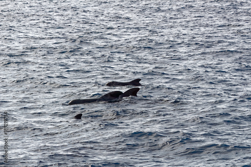 Short-finned pilot whale and baby off coast of Tenerife