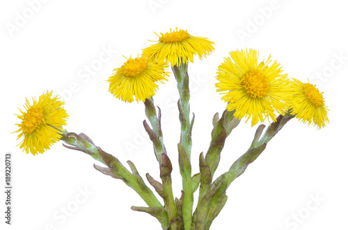 Tussilago farfara flowers photo