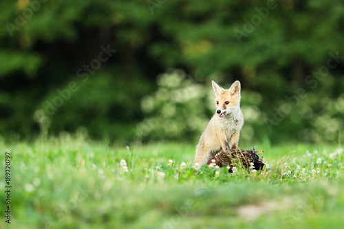 Adult red fox guarding catch bird on meadow in early morning - Vulpes vulpes © sci