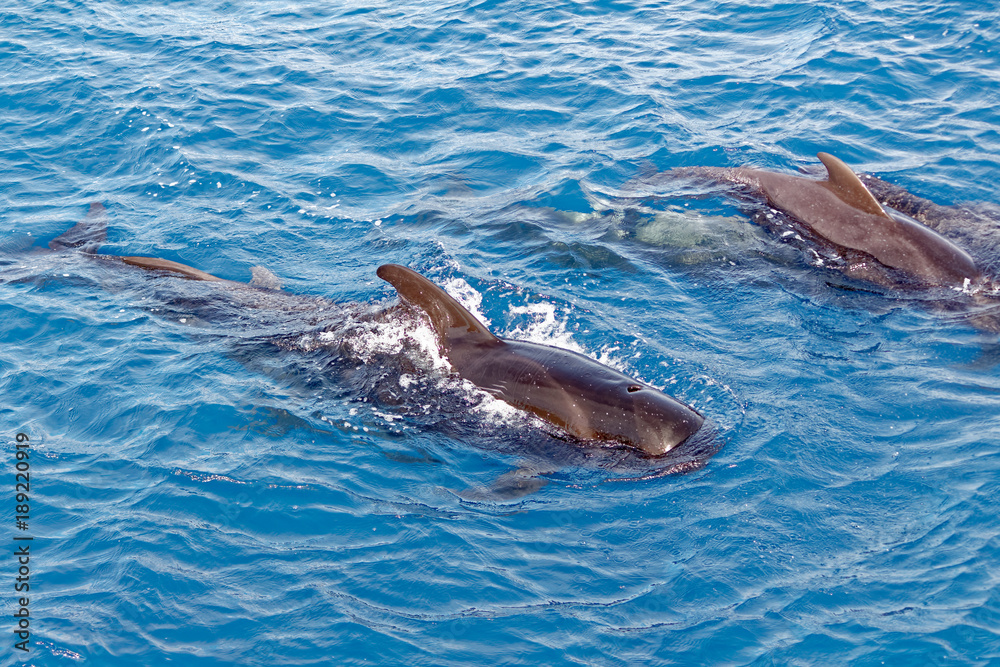 Short-finned pilot whales off coast of Tenerife