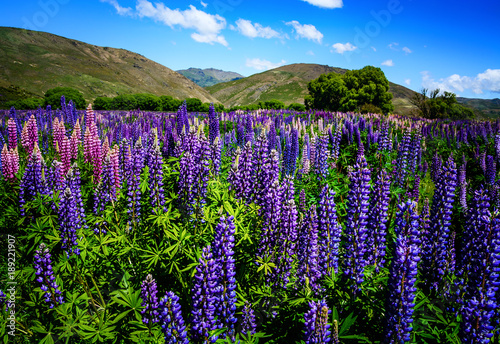 Flowering lupins in New Zealand in summer