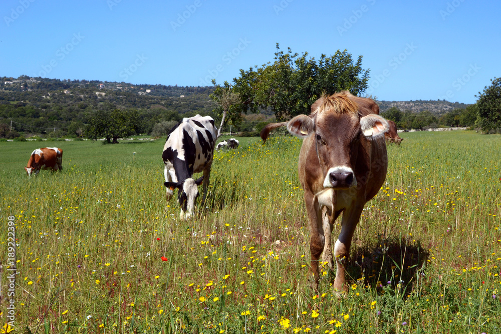 Mucche che pascolano felice nel campo di erba verde 