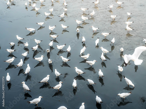 Herd of seagulls, laridae bird in the water.