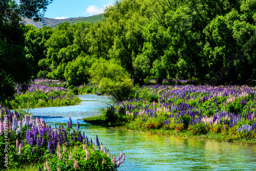 Flowering lupins in New Zealand in summer