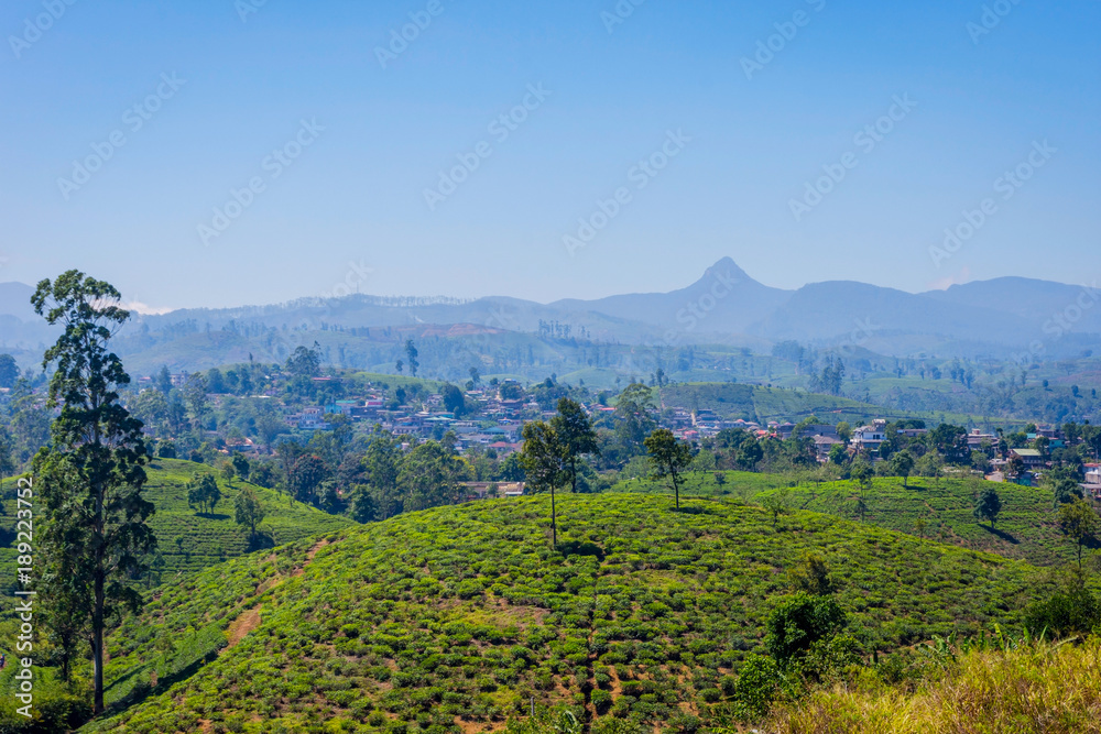 Fototapeta premium Tea plantations and Adams peak, Sri Lanka