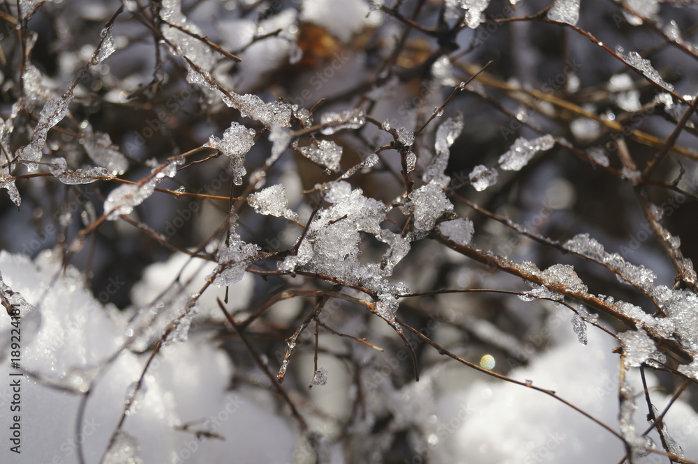 Frozen plants -  branches covered by snow
