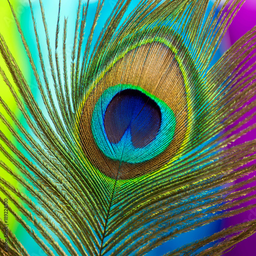 Peacock color feather