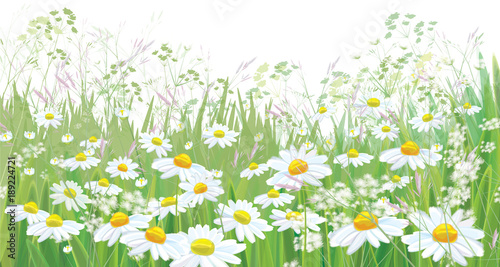 Vector blossoming daisy flowers field, nature border isolated.