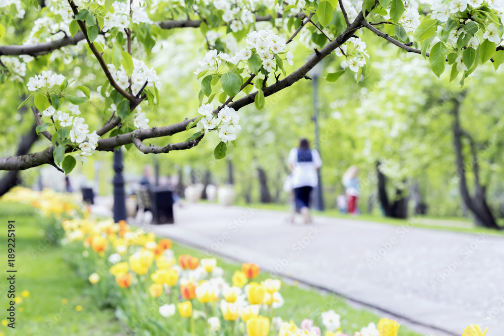 Walking happy people, families with children in park, tulips and flowers of sakura, cherry, apple blossoms, sunny day. Blurred abstract image for spring, natural backdrop Walking happy people, families with children in park, tulips and flowers of sakura, cherry, apple blossoms, sunny day. Blurred abstract image for spring, natural backdrop