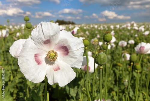Fototapeta Naklejka Na Ścianę i Meble -  Detail of flowering opium poppy, poppy field