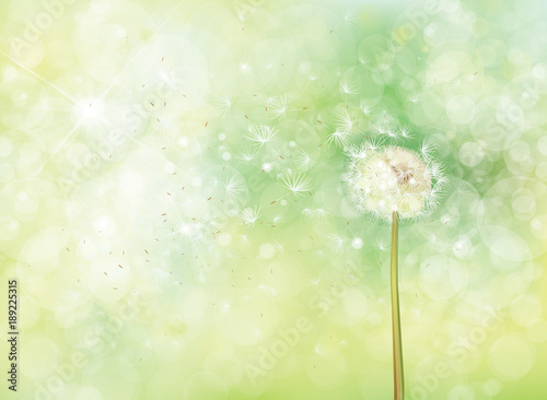Fototapeta Naklejka Na Ścianę i Meble -  Vector spring bokeh background with white dandelion.