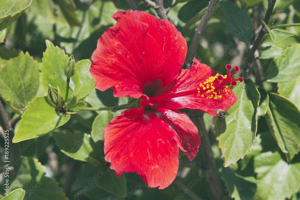 Beautiful red tropical hibiscus flower Beautiful red tropical hibiscus flower