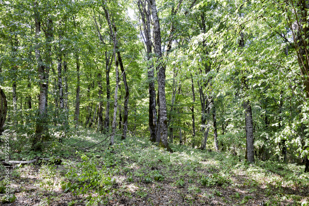 Fototapeta premium Forest in the mountains. Dark a forest